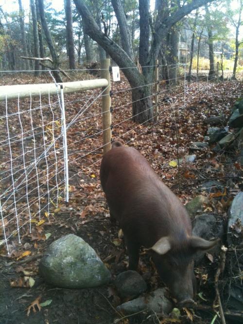 pig fence
