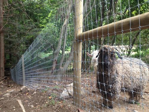 Fence for horned goat