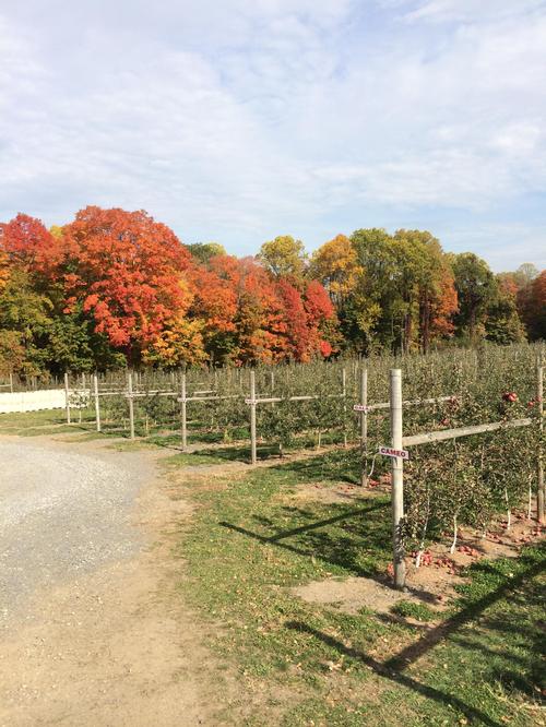 Apple trellises using a tall spindle system